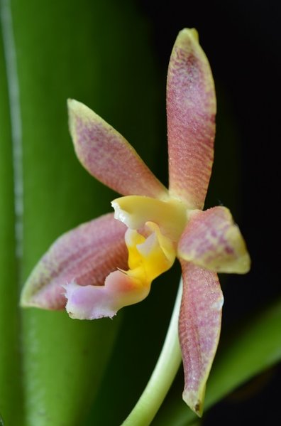 Phalaenopsis Prince Kaiulani x Mambo