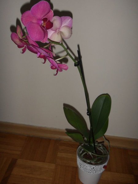 kwiatek1.jpg