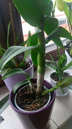 Dendrobium Sa-nook kupione już po kwitnieniu