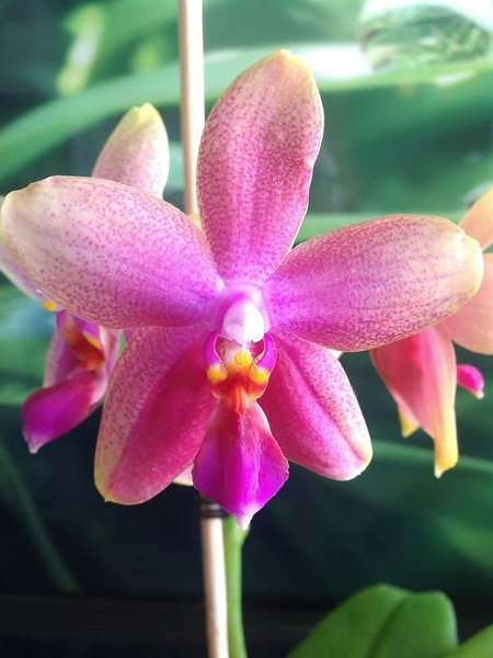 Phalaenopsis Sweet Memory &quot;Liodoro&quot;