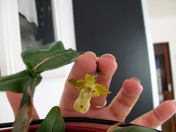 Kolejny kwiatuszek u Polystachya maculata- zdjęcie niestety nie jest najładniejsze za co przepraszam