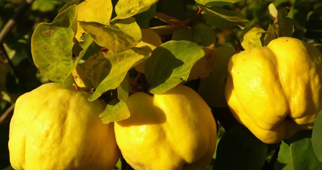 Kiedy sadzić pigwę do gruntu, aby uniknąć błędów w uprawie?