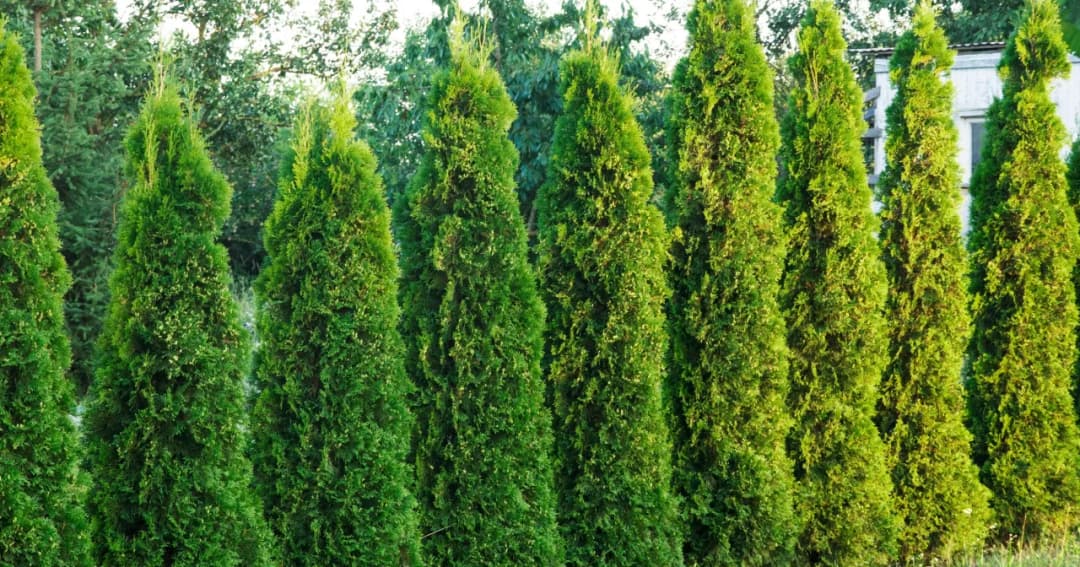 Jak ukorzenić tuje skutecznie i uniknąć najczęstszych błędów