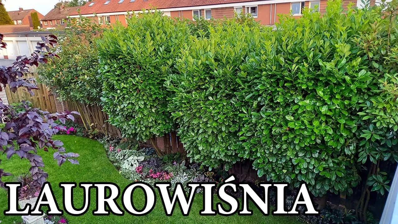 Alternatywy dla tui na żywopłot – co wybrać, by uniknąć błędów i cieszyć się pięknem Alternatywy dla tui na żywopłot – co wybrać, by uniknąć błędów i cieszyć się pięknem