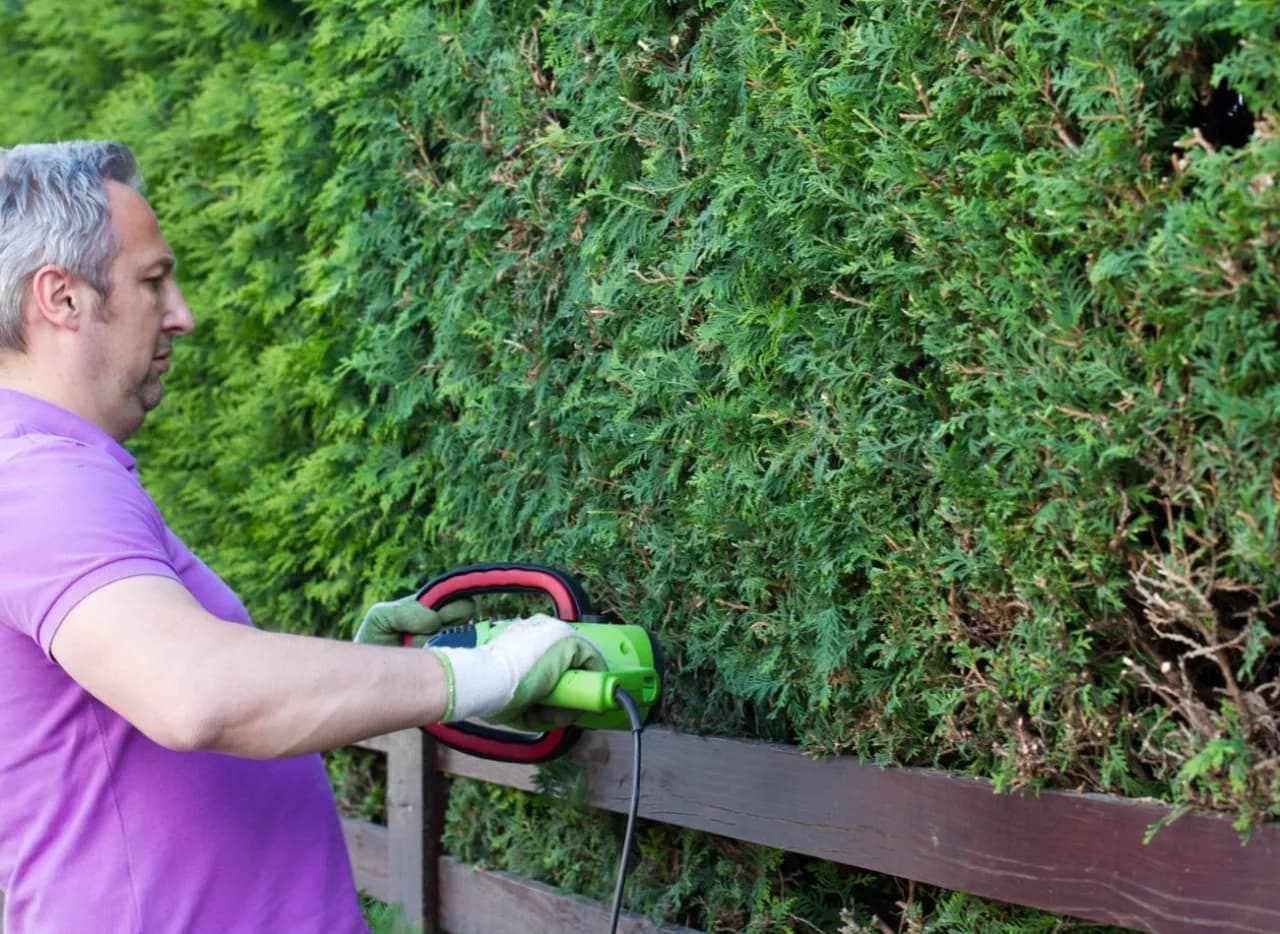 Co zrobić z gałęziami tui? Oto najlepsze sposoby ich wykorzystania
