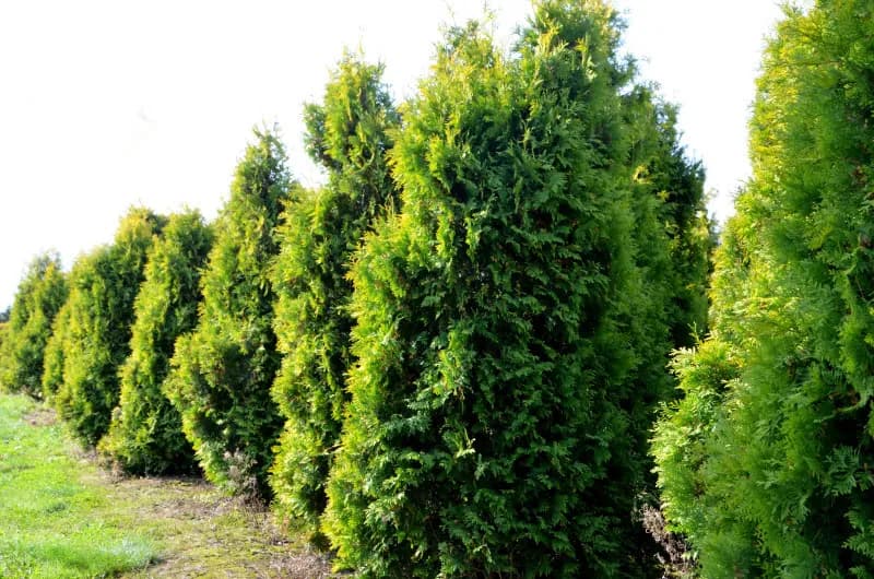 Jak prawidłowo pielęgnować tuje szmaragdy, by uniknąć błędów i cieszyć się pięknem