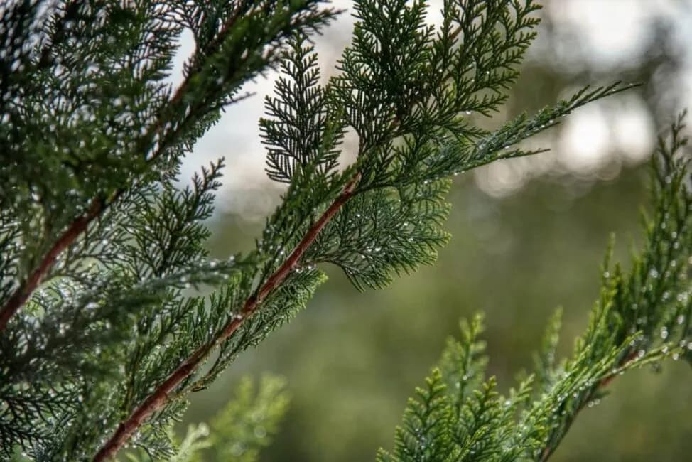 Ile czasu rośnie tuja? Sprawdź, jak przyspieszyć wzrost i uniknąć błędów