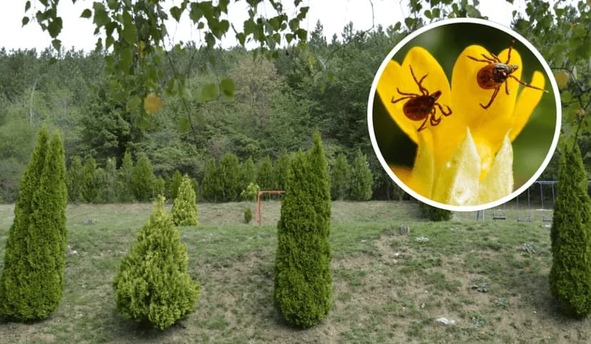 Czy kleszcze lubią tuje? Odkryj, jak je odstraszyć w ogrodzie