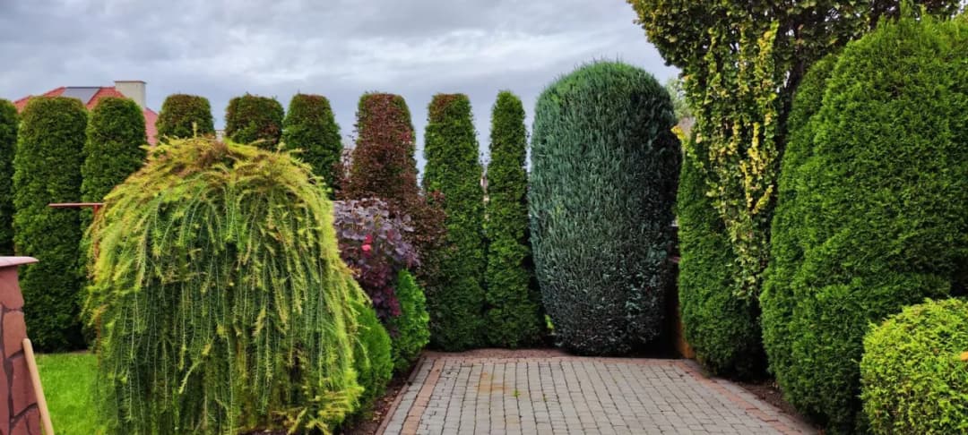 Ile kosztuje przycinanie tui? Sprawdź ceny i uniknij przepłacania za usługi ogrodnicze