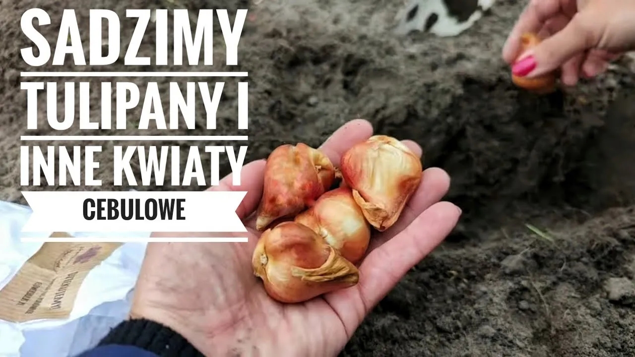 Jak sadzić kwiaty w ogrodzie: proste kroki, błędy do uniknięcia i skuteczne porady