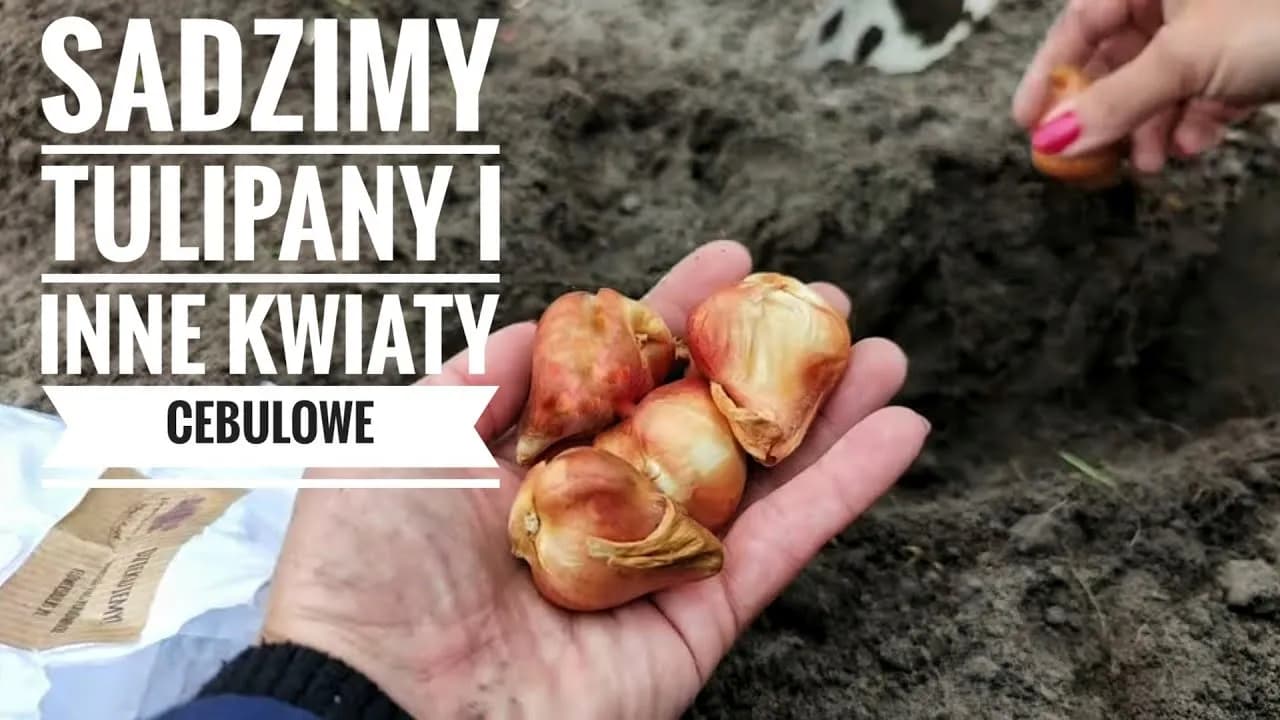 Jak sadzić kwiaty w ogrodzie: proste kroki, błędy do uniknięcia i skuteczne porady