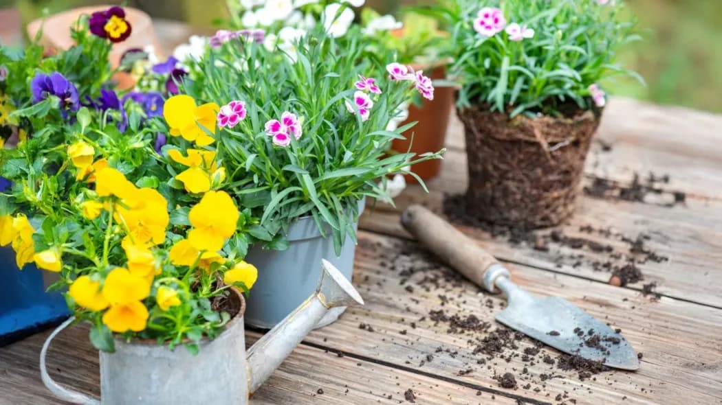 Co sadzić w kwietniu w ogrodzie? Odkryj najlepsze rośliny na wiosnę