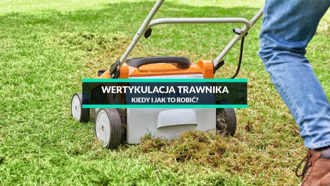 Kiedy wertykulujemy trawnik, aby uzyskać zdrową i gęstą trawę?
