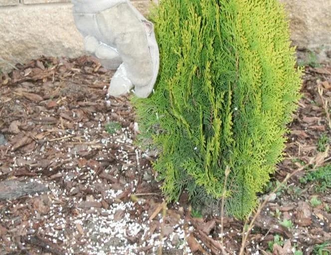 Kiedy nawozić tuje po wsadzeniu, by uniknąć błędów w pielęgnacji