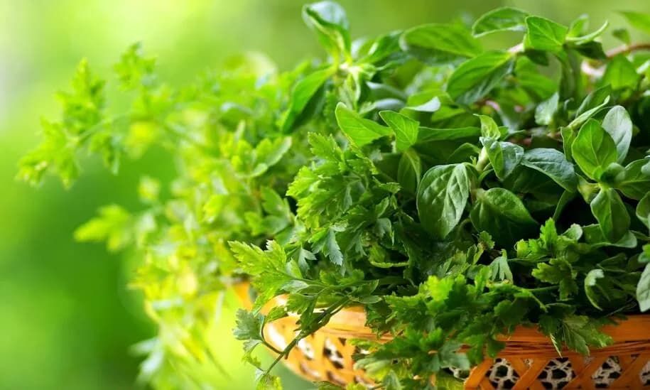 Zioła w ogrodzie jak sadzić – uniknij najczęstszych błędów Zioła w ogrodzie jak sadzić – uniknij najczęstszych błędów