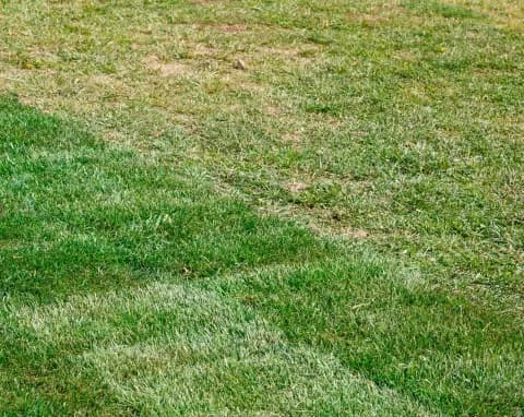 Jak skutecznie założyć nowy trawnik na starym i uniknąć błędów