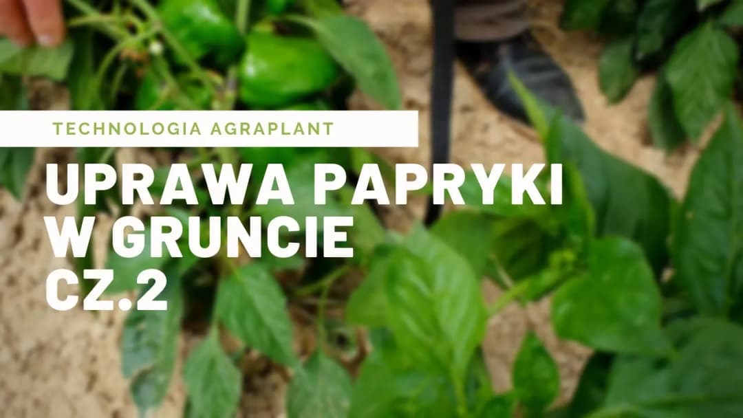 Jak uprawiać paprykę w gruncie: uniknij najczęstszych błędów