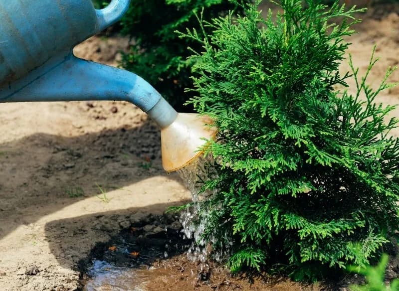 Jak podlewać tuje, żeby szybko rosły i uniknąć błędów pielęgnacji