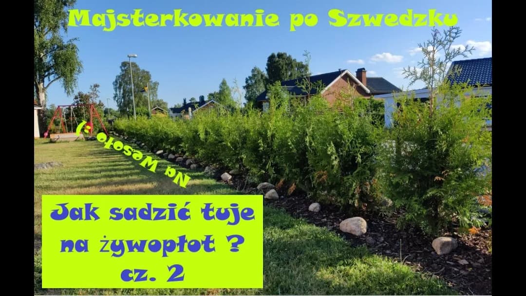 Jak sadzić tuje na żywopłot: uniknij najczęstszych błędów i problemów