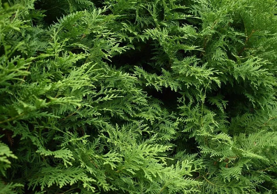 Jak prawidłowo dbać o tuje, aby uniknąć chorób i zachować piękny wygląd