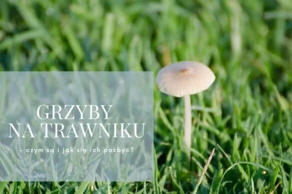 Co to za grzyby na trawniku? Jak je rozpoznać i czy są niebezpieczne?