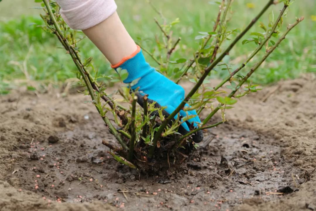 Kiedy sadzić róże w ogrodzie, aby uniknąć niepowodzeń w uprawie