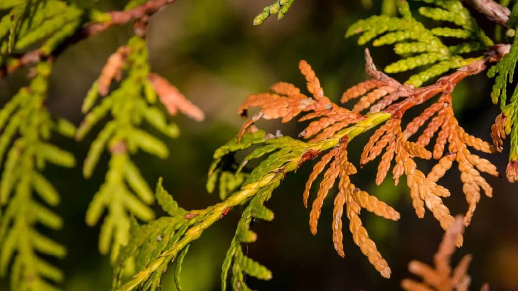Czemu tuja brązowieje? Oto najczęstsze przyczyny i rozwiązania