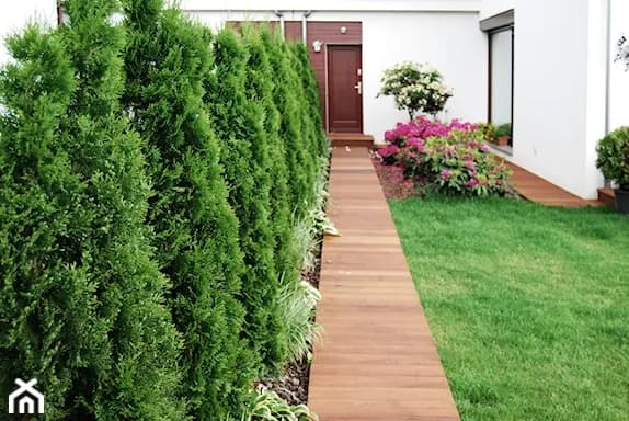 Kiedy sadzić tuje jesienią, aby uniknąć problemów zimowych