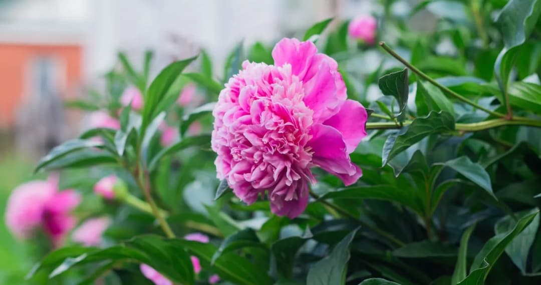 Kiedy przesadzać piwonie w ogrodzie, aby uniknąć błędów i cieszyć się pięknymi kwiatami