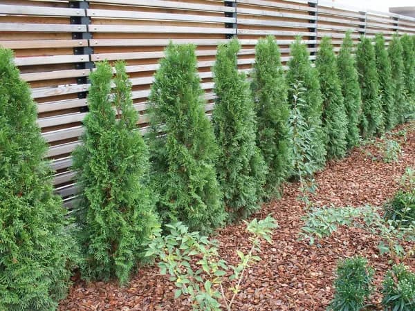 Ile kosztują tuje? Sprawdź ceny, porównaj i wybierz najlepszą opcję do ogrodu