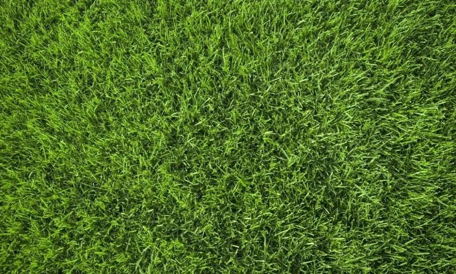 Trawa z folii czy z gruntu: która metoda jest lepsza i dlaczego?