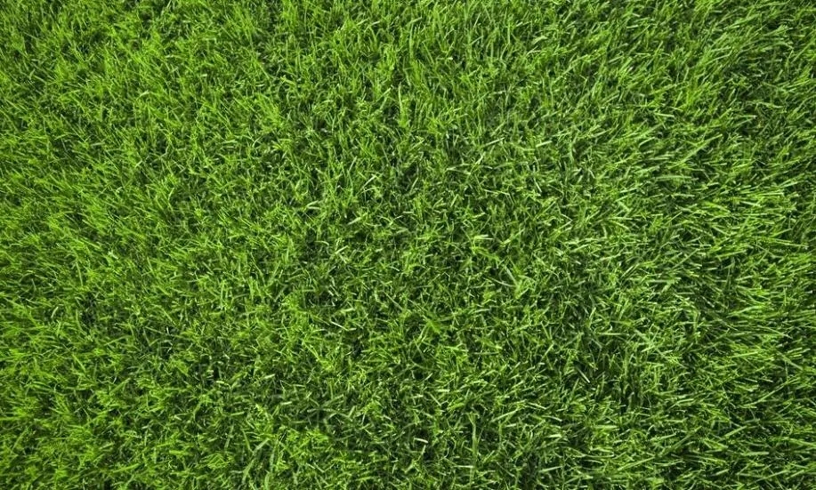 Trawa z folii czy z gruntu: która metoda jest lepsza i dlaczego?