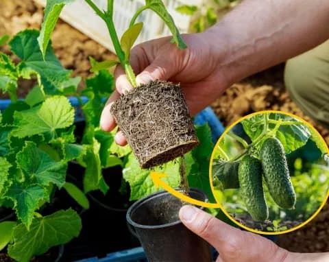 Jakie ogórki do gruntu wybrać, aby uniknąć słabych plonów?