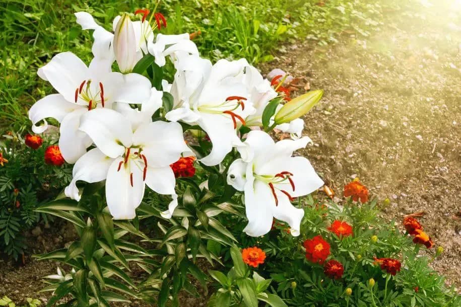 Kiedy sadzić lilie do gruntu, aby uniknąć błędów i cieszyć się kwitnieniem