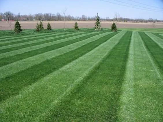 Jak zrobić pasy na trawniku i uniknąć najczęstszych błędów